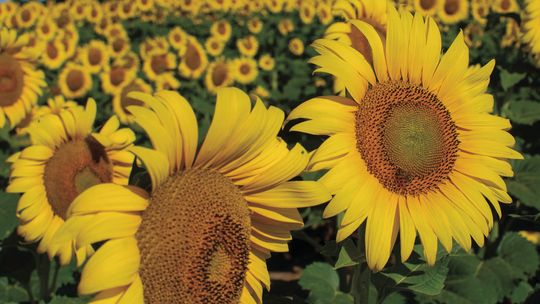 SUNFLOWERS AT GRAND OSAGE SUNFLOWERS AT GRAND OSAGE