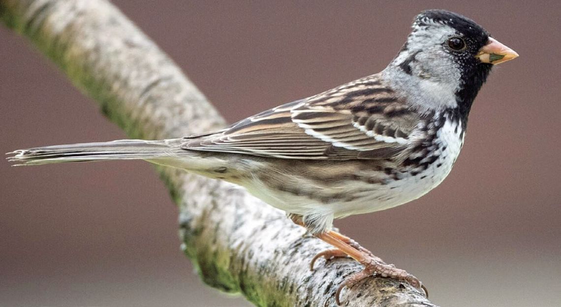 Harris’s sparrow studied in Southeast Kansas