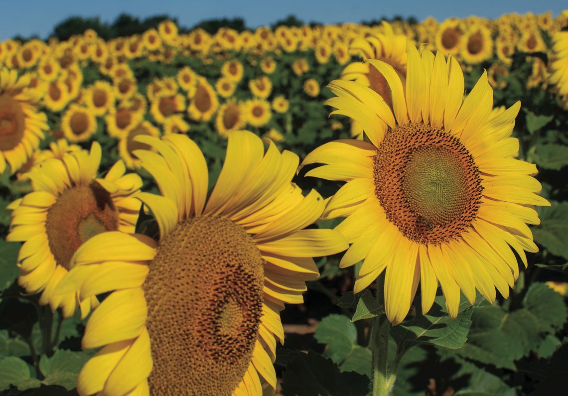 SUNFLOWERS AT GRAND OSAGE
